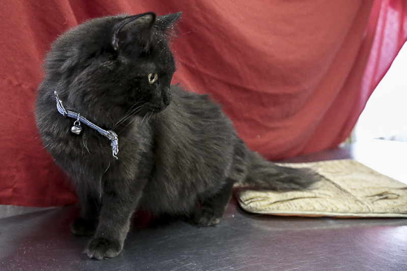 ������, �����