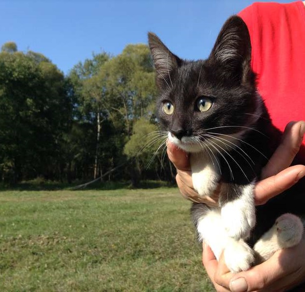 �����, �����, �����, ������