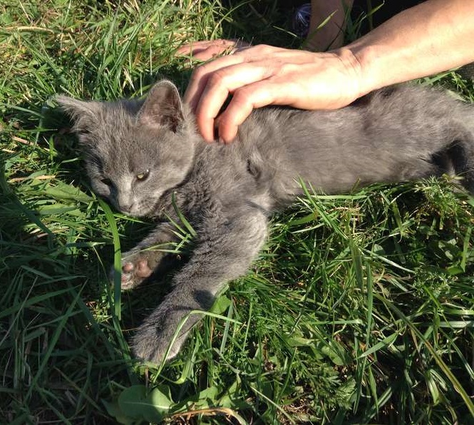 �����, ����, �������, �����, ����