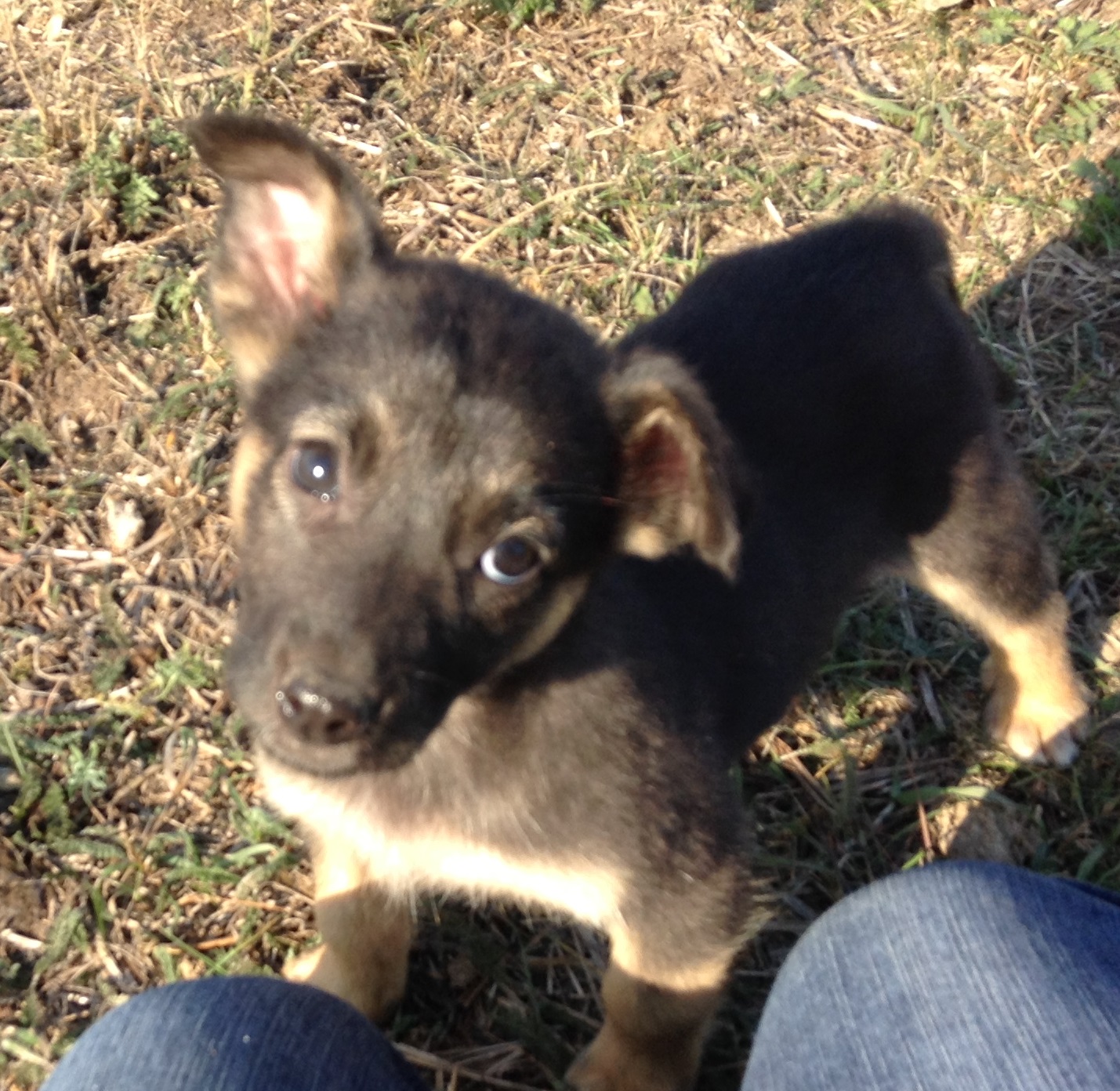 ����, ������, ������, �������, �������