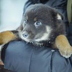 ���� � ���������, ����������� �������.